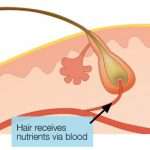 Hair loss eBook