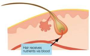 Hair loss eBook
